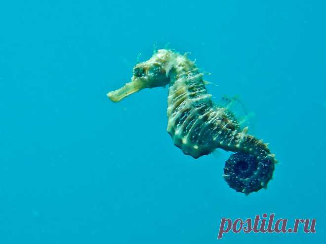 Длиннорылый морской конёк (Hippocampus guttulatus).