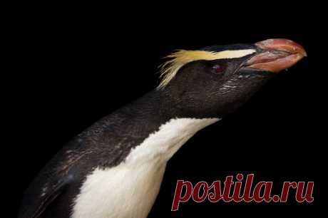 A Gentoo Penguin Pygoscelis Papua Ellsworthi At The Indianapolis Zoo Stock Photo | Getty Images