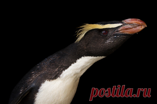 A Gentoo Penguin Pygoscelis Papua Ellsworthi At The Indianapolis Zoo Stock Photo | Getty Images