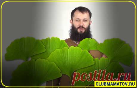 ✳️Как заваривать листья Гинкго и принимать для улучшения зрения. 👍Объясняет доктор Маматов | Клуб Долголетия | Яндекс Дзен