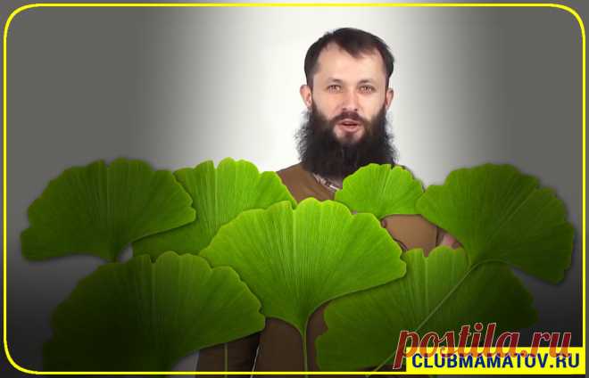 ✳️Как заваривать листья Гинкго и принимать для улучшения зрения. 👍Объясняет доктор Маматов | Клуб Долголетия | Яндекс Дзен