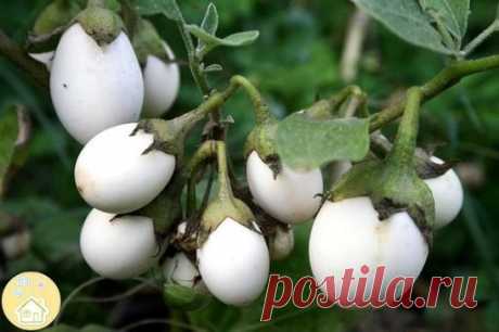 Бaклaжaн белый "Пинг-понг"