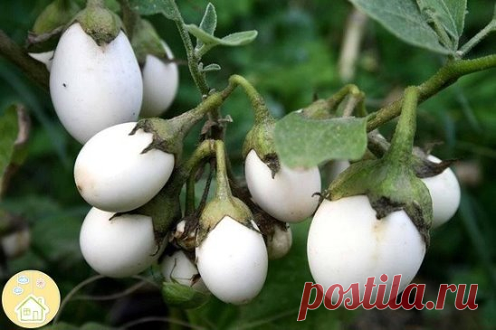 Бaклaжaн белый 