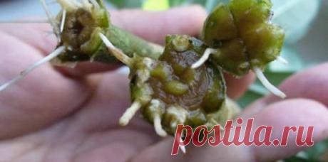 Советы - Мой сад Советы. Стимуляторы корнеобразования из подручных средств  При размножении черенками часто возникает проблема с корнеобразованием. Безусловно, для ускорения данного процесса можно использовать средства промышленного производства, такие,