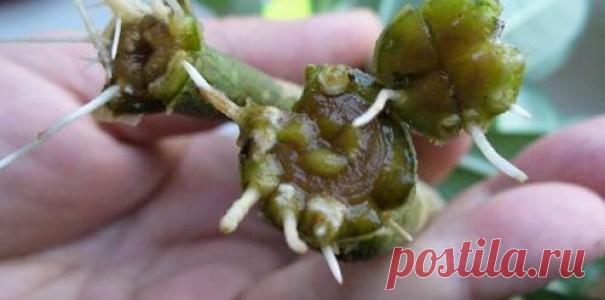 Советы - Мой сад Советы. Стимуляторы корнеобразования из подручных средств  При размножении черенками часто возникает проблема с корнеобразованием. Безусловно, для ускорения данного процесса можно использовать средства промышленного производства, такие,