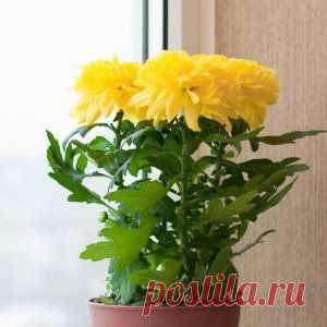 Комнатные растения для всех сторон света | Наш дом