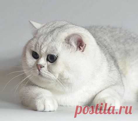 В детстве его звали Снежок. Теперь он вырос и превратился в Сугроб.