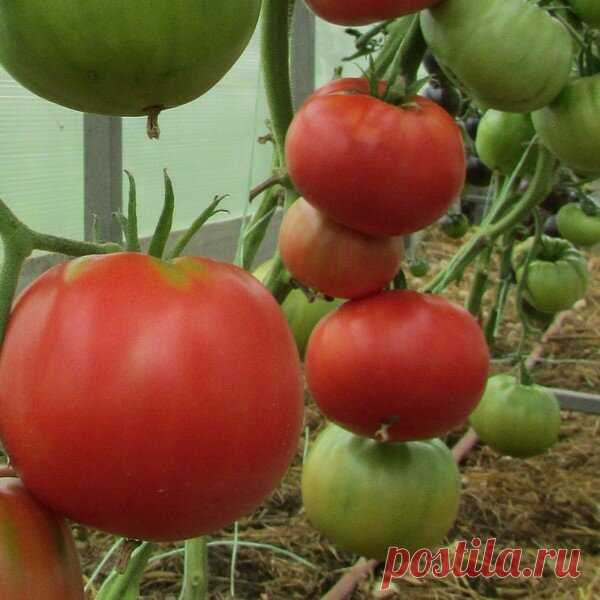 5 Проверенных сортов Томатов, которые дадут Урожай не взирая на капризы погоды