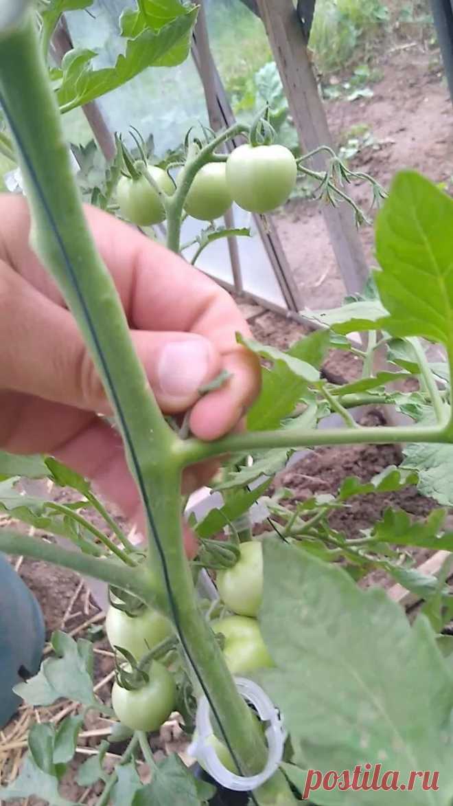 Jul 10, 2020 - To get the best harvest from certain tomato plant varieties you must learn to pinch out tomato plants. I cover everything you need to know about this process.