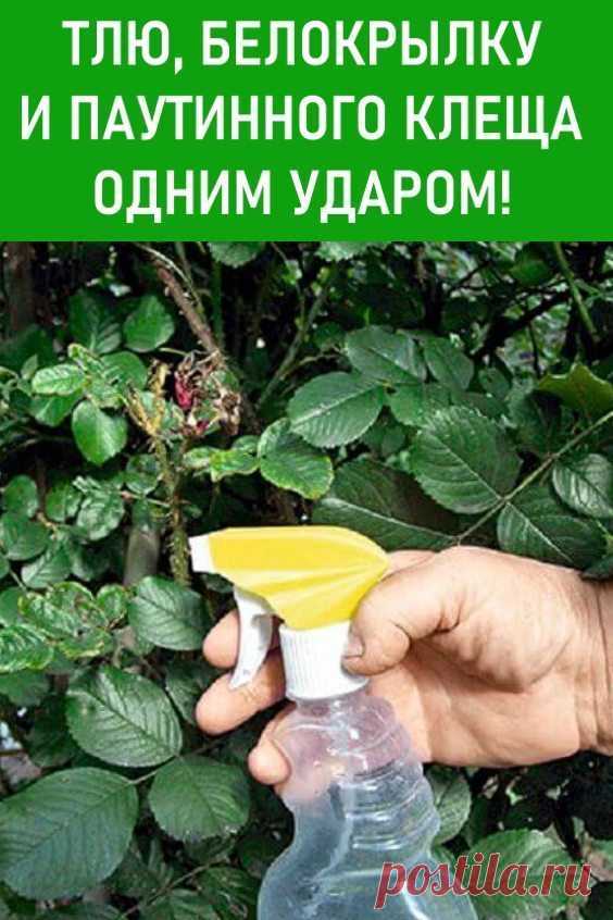 Как приготовить раствор для обработки растений от вредителей?
Берем ведро воды
Добавляем 1-2 столовые ложки шампуня (кто-то добавляет и 3, но на мой взгляд и меньшая доза вполне справляется)
Тщательно размешиваем, для «липкости» состава можно добавить немного жидкого мыла
Переливаем состав в пульверизатор и обрабатываем посадки
Вот так одно простое, бюджетное и безопасное средство поможет справиться сразу с несколькими вредителями в огороде.