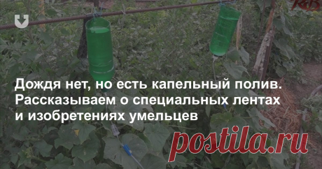 Дождя нет, но есть капельный полив. Рассказываем о специальных лентах и изобретениях умельцев Изучаем способы полива растений в засуху.