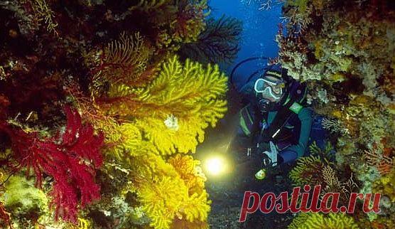 Мессинский пролив - лучшее место для дайвинга в Италии -  / Средиземное море впечатляет даже опытных дайверов не меньше, чем тропические моря. Огромной популярностью ныряльщиков пользуется Мессинский пролив, который разделяет Сицилию с итальянским полуостровом