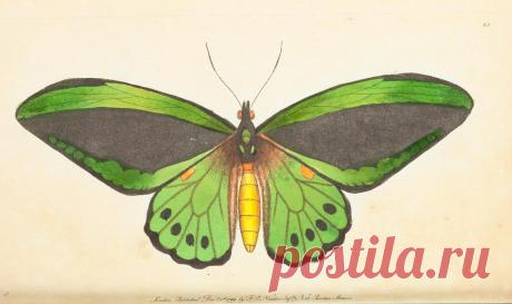 The Naturalist's Miscellany v.1