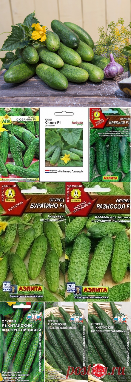 Сорта огурцов без горечи, идеальных для открытого грунта | Идеи для дома и окружения | Яндекс Дзен