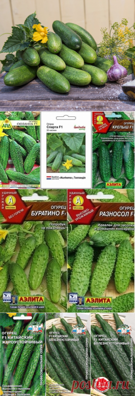 Сорта огурцов без горечи, идеальных для открытого грунта | Идеи для дома и окружения | Яндекс Дзен