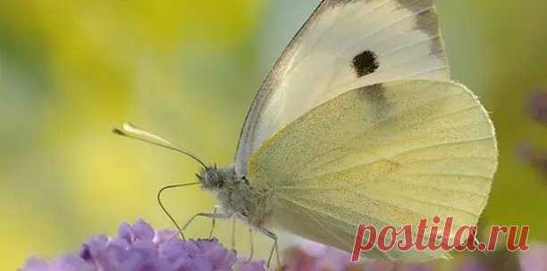 #вредители 
#капустница 
Как бороться с капустницей

Бабочка-капустница только на первый взгляд вызывает умиление и ассоциации с весёлой детворой, пытающейся поймать её сачком. На самом деле это горький плач и зубовный скрежет огородников, оценивших ущерб, нанесённый этой «красавицей».

Точнее, не ею самой, а её потомством. Сама бабочка питается нектаром и откладывает на обратной стороне листьев яйца, за сезон до 250, из которых появляются личинки и впоследствии гусеницы. ...