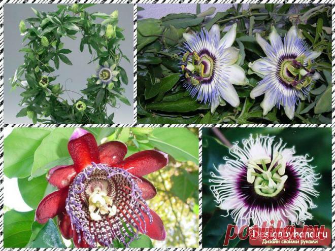 Растения для кухни. Фото и идеи, выбор растений.