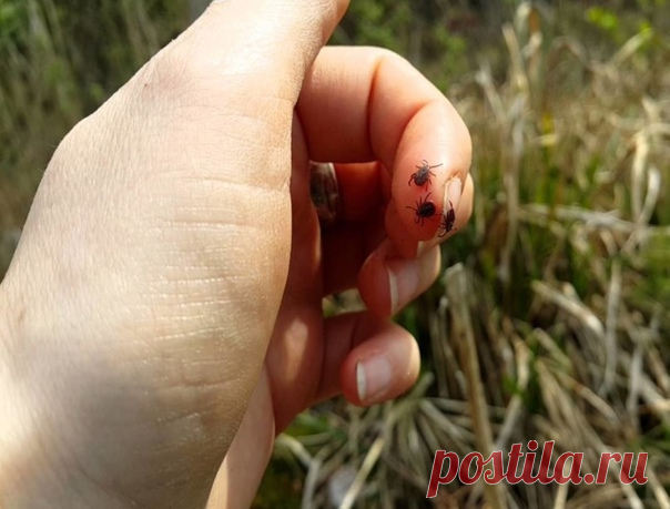 Используй этот хитрый трюк, чтобы не стать жертвой клещей!   

У теплых летних и весенних деньков есть только один минус — противные насекомые и паучки, которые так и жаждут пробежаться по тебе или укусить. Особую опасность представляют клещи. Если ты любишь активный отдых и проводишь много времени на свежем воздухе или по выходным выезжаешь на пикник с семьей, то есть вероятность вернуться с этими гадами на своем теле
See more