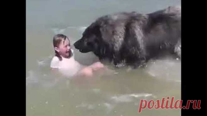 Вот она, собачья любовь и преданность !!!