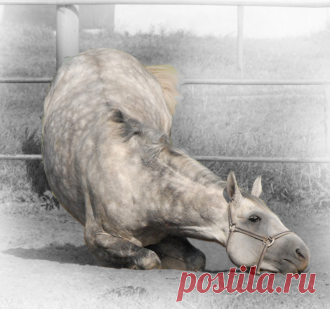 Брюнет - 
Избранные фотографии - 
фотографии или из-за несответствия имени и масти - Брюнь или Брюлик
Автор: love Voyage (Nastya)