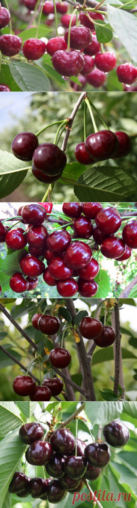 Вишня Средней полосы России описание сортов