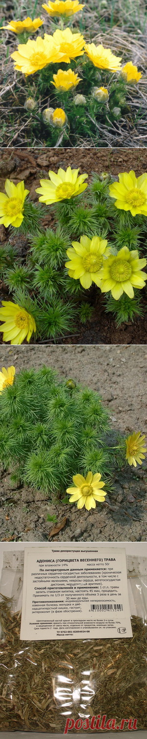 Адонис весенний (горицвет): фото и описание цветов, выращивание и применение
