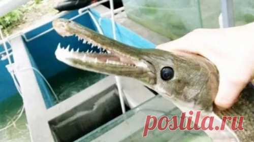 Китайский рыбак поймал рыбу с челюстями крокодила