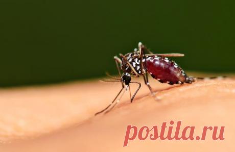 Количество кровососущих насекомых этим летом в Германии значительно возрастет, утверждают эксперты. Свой пугающий прогноз ученые объясняют теплой зимой, температурные показатели которой были самыми высокими за более чем 130-летнюю историю метеорологических наблюдений в стране.