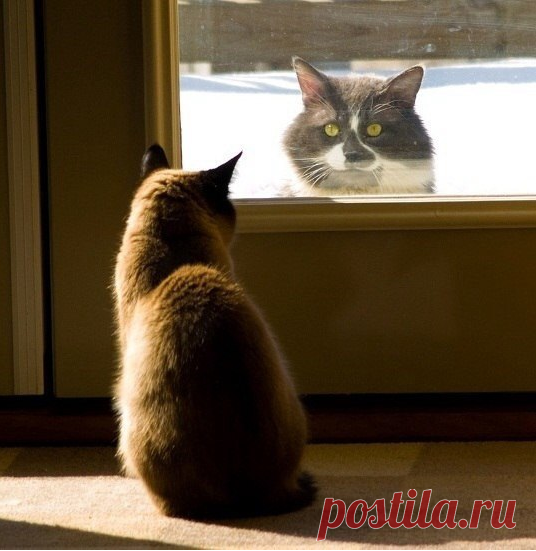 - Тук-тук.
- Кто там?
- Открывай! Зима пришла!