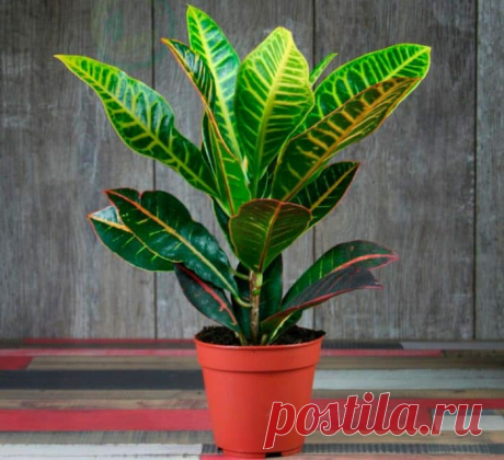 У кротона сохнут и опадают листья: причины, что делать в этом случае