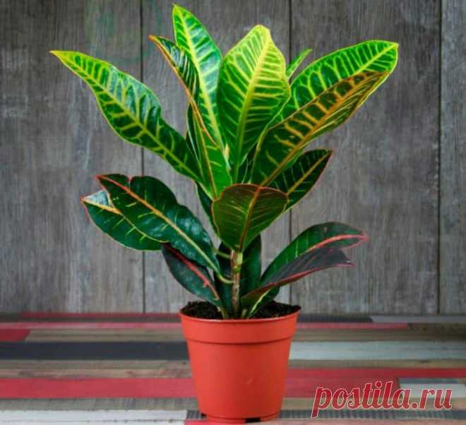 У кротона сохнут и опадают листья: причины, что делать в этом случае