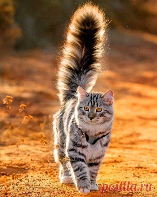 ✮