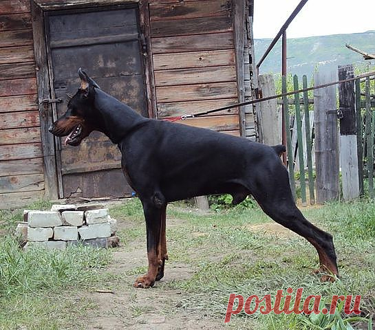 Красив на любом фоне