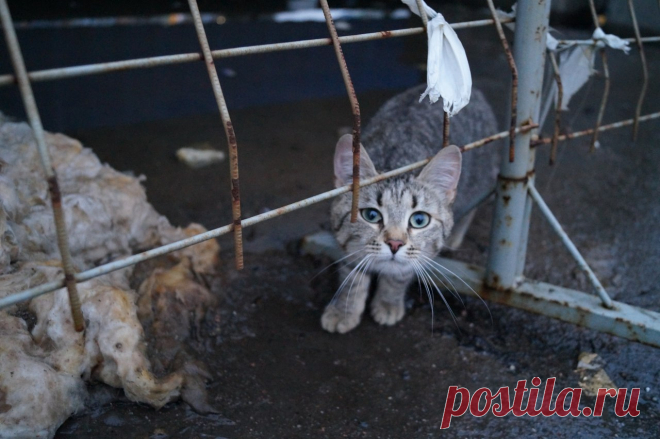 Неужели маленькому ручному котёнку придётся и дальше выживать на стройке? 
Санкт-Петербург!
