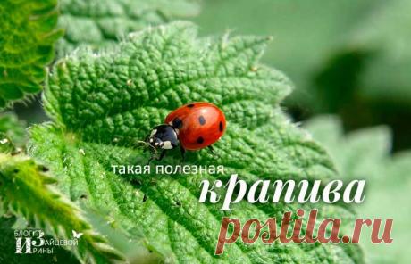 Крапива. Полезные свойства. Применение