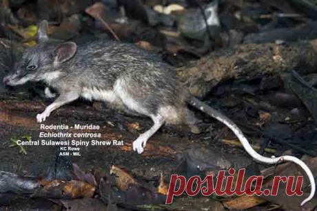 Колючая крыса Echiothrix centrosa, о. Сулавеси (Индонезия).
https://www.iucnredlist.org/details/136230/0