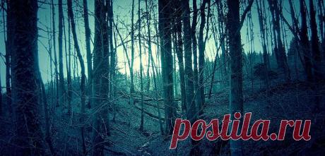 Увеличьте свой размер и не двигайтесь. Правила поведения при встрече с йети