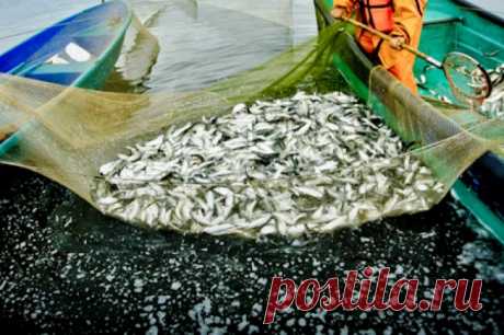 Посол РФ в Осло: Россия и Норвегия продолжат работать в области рыболовства. Сотрудничество продолжится, несмотря на санкционное давление.