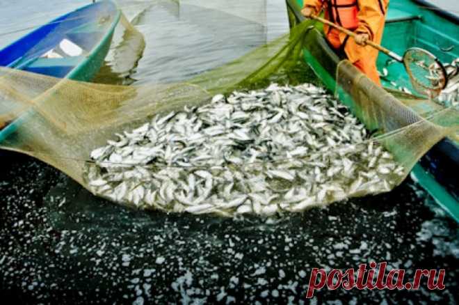 Посол РФ в Осло: Россия и Норвегия продолжат работать в области рыболовства. Сотрудничество продолжится, несмотря на санкционное давление.