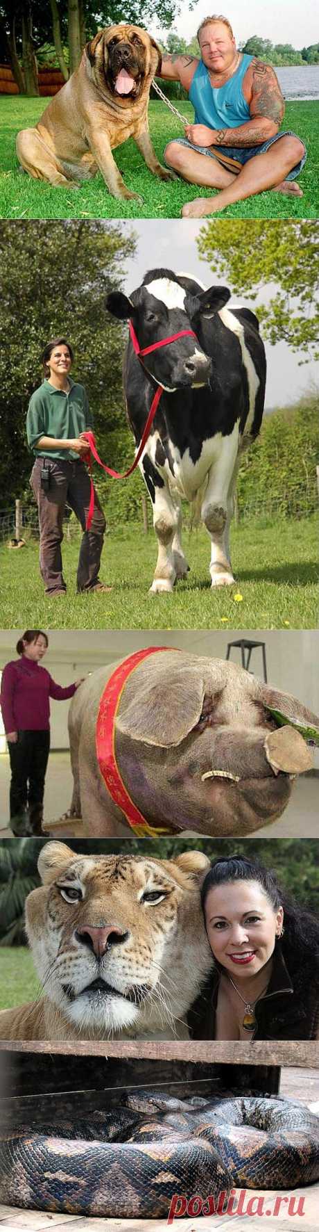 Животные-гиганты