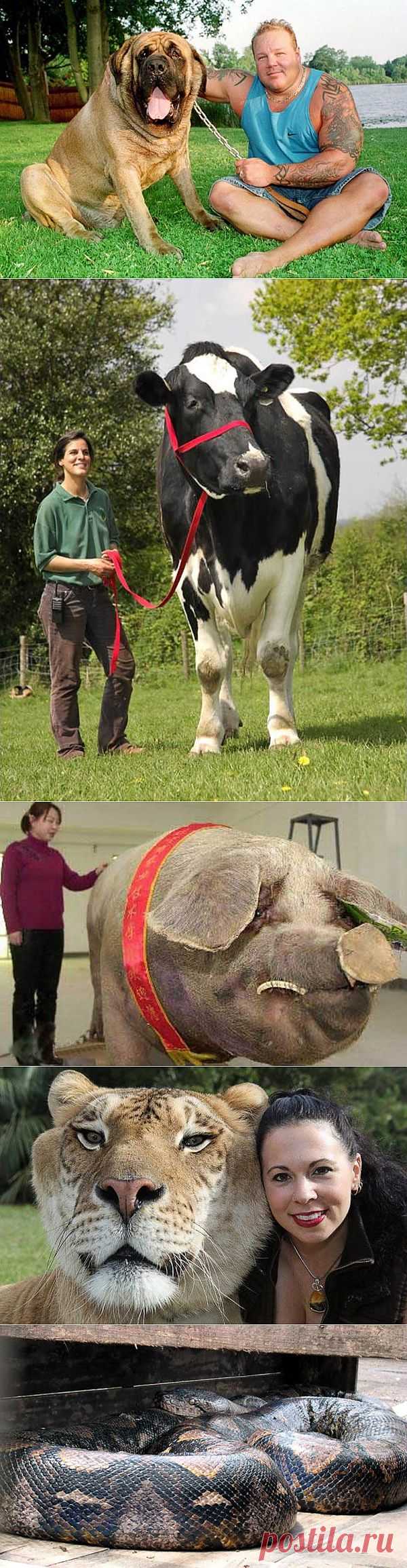 Животные-гиганты