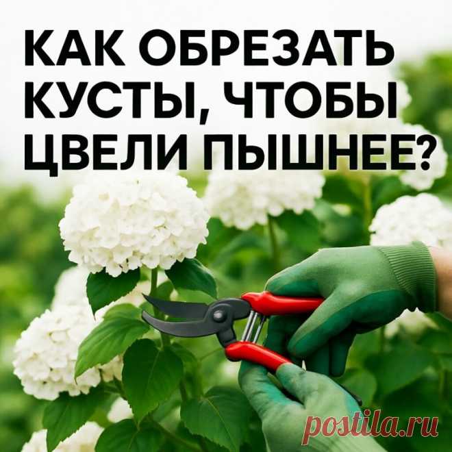 Многие кустарники цветут не потому, что их хорошо поливают или... | Интересный контент в группе Любимая Дача
