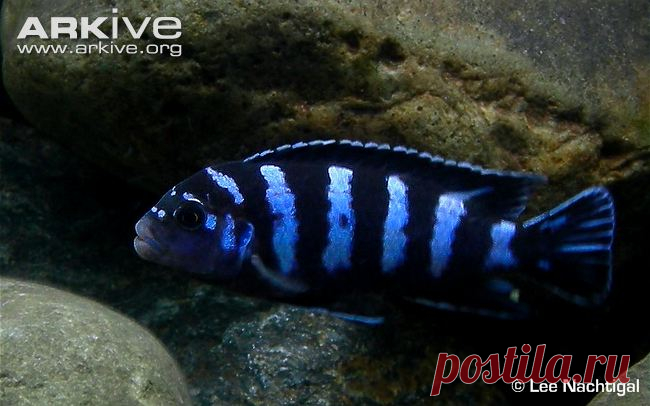 arkive animals - Поиск в Google