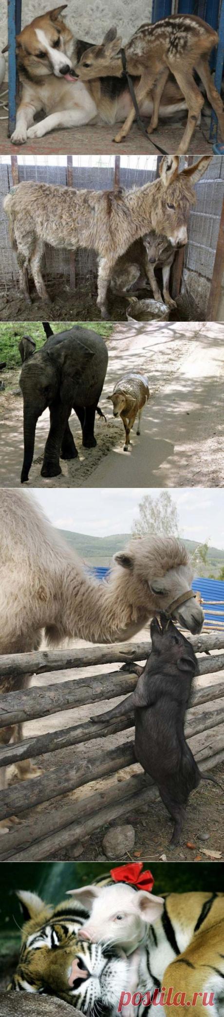 Необычные пары животных / Питомцы