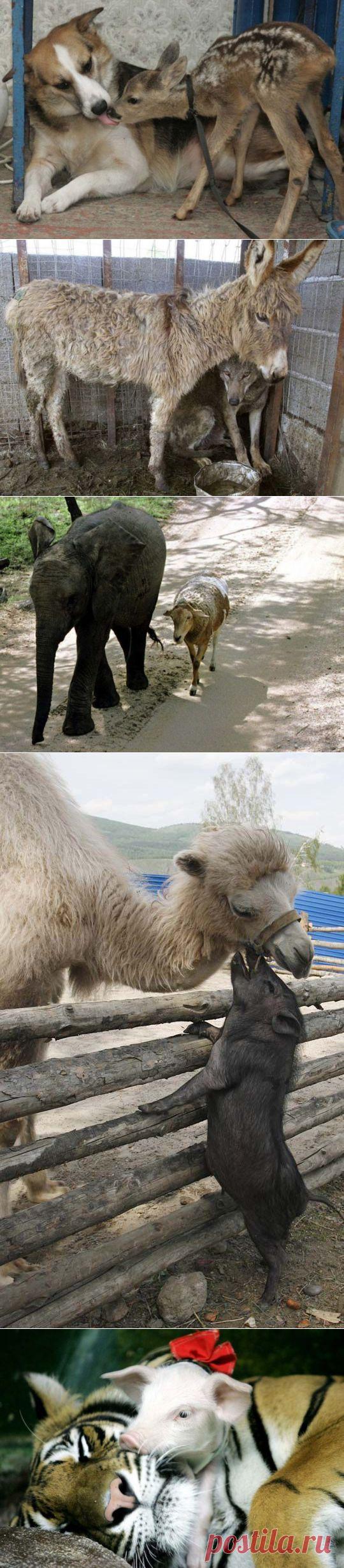 Необычные пары животных / Питомцы