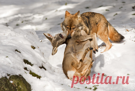 Wolf - Canis lupus Beierse woud Nationalpark Bayerischer Wald Nationalparkzentrum Lusen _DSC6596