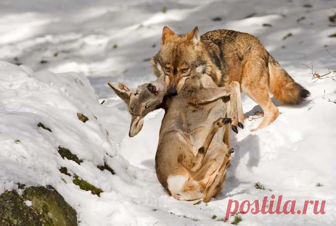 Wolf - Canis lupus Beierse woud Nationalpark Bayerischer Wald Nationalparkzentrum Lusen _DSC6596