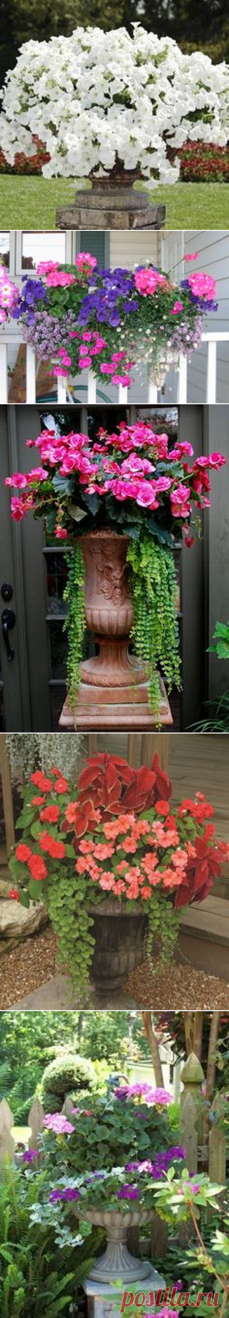 (1077) Petunia Double Wave® Blue Velvet PP#17,675 | Summertime -----