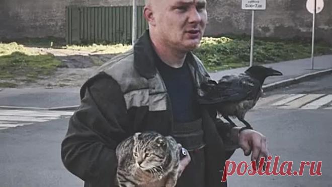 Необычная дружба вороны, кошки и человека