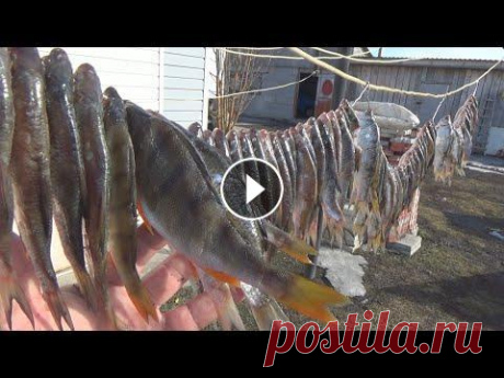 Как Солить и Сушить Рыбу/Вяленая Рыба/Простой Способ Засолки Чебака Плотвы Как Солить и Сушить Рыбу Вяленая Рыба.Простой Способ Засолки Чебака Плотвы. 1. Рыбалка на озере Чаны. Чебак Жгёт - 2. Рыбалка.Этот сазан сделал мой де...
